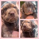 Neo mastiff x puppies- ready for forever homes -5