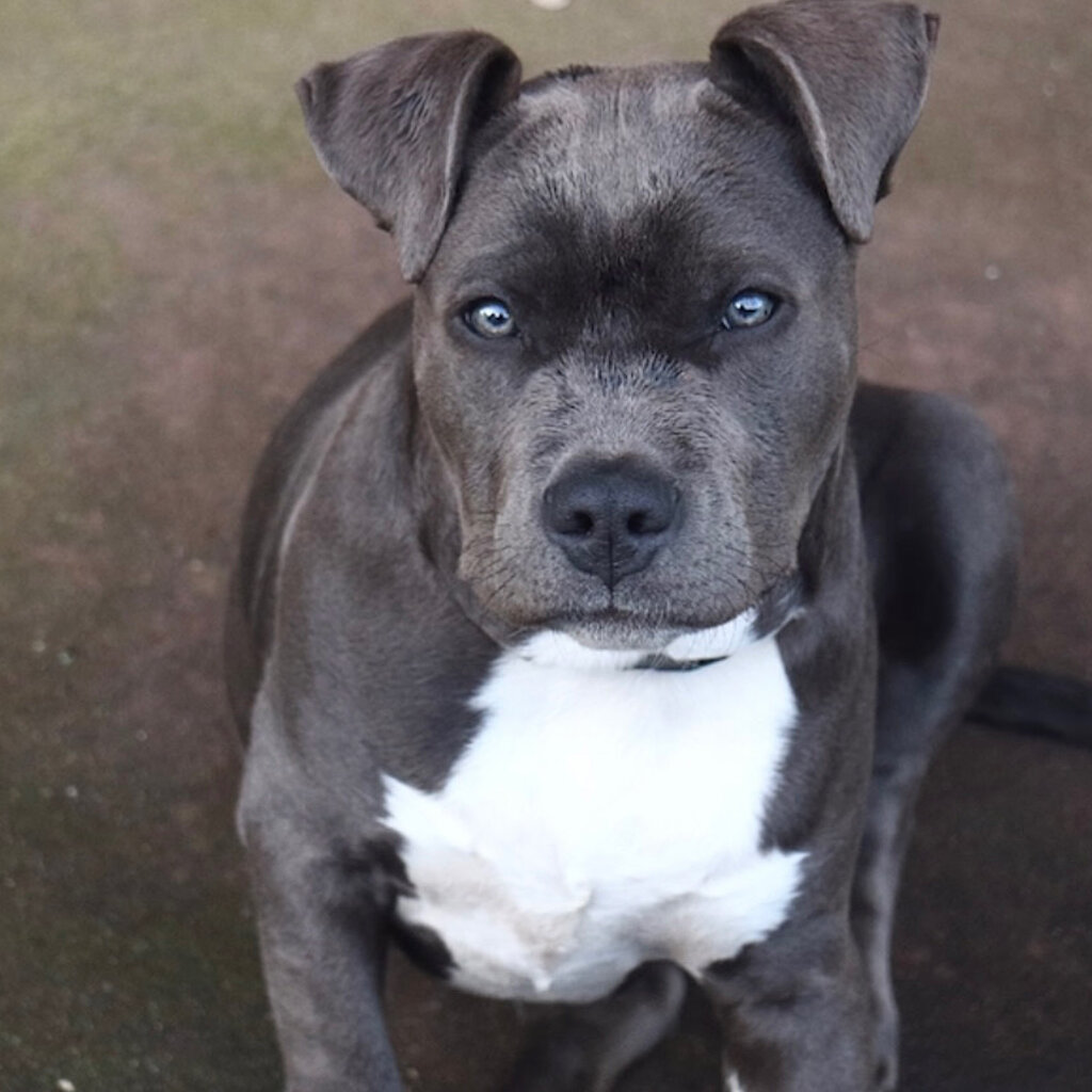 American Staffordshire Bull Terrior