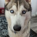 Siberian Husky-2