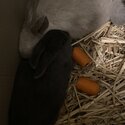 Three 3 Month Old Rabbits-5