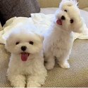 Pomeranian  and Maltese Puppies for adoption males and females -2