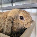 Mini Lop Rabbits-4