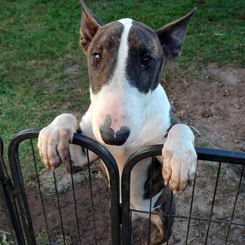 7 month old Bull Terrier