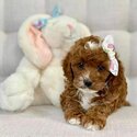 Cavoodles Puppies and Adult males and female -3