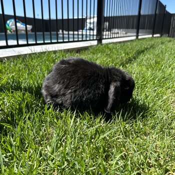 Rabbit need new home