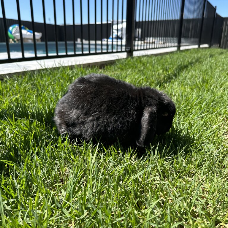 Rabbit need new home