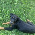 Beautiful Rottweiler for sale -2