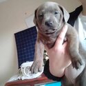 Staffy X pocket bully puppies-5