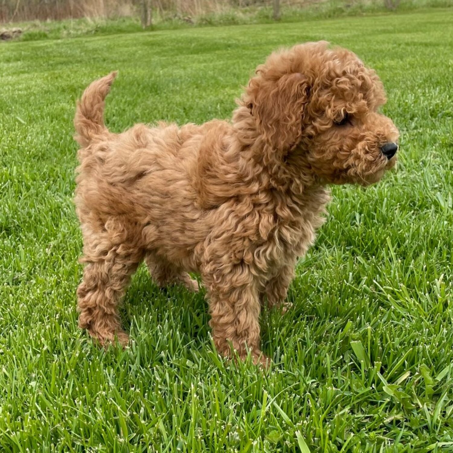 Our gorgeous F1 Goldendoodle puppies and is available