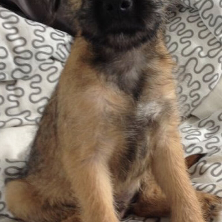 Border Terrier Pups 