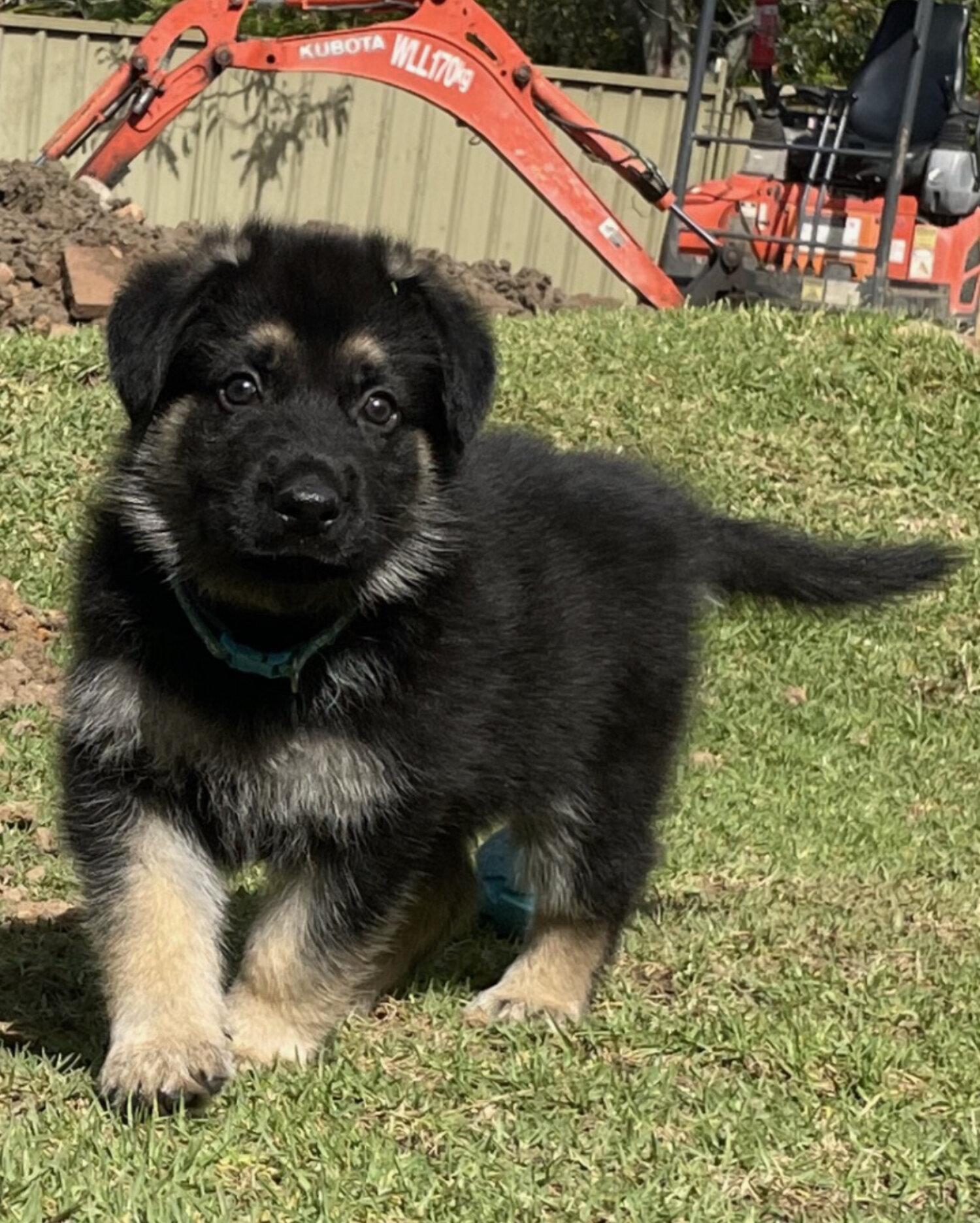 German Shepherd working line puppies