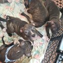 🌟 ❤️Staffie Pups Looking for Their Fur-ever Homes!❤️🌟-5