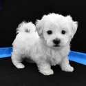 Pomeranian  and Maltese Puppies for adoption males and females -1