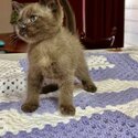 Burma-doll Kittens (Burmese x Ragdoll-0