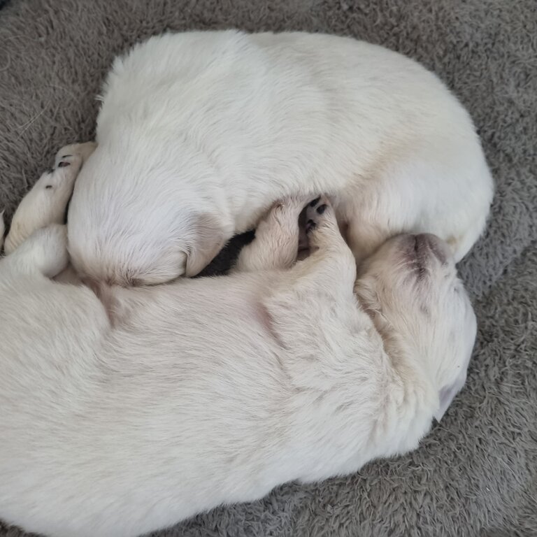 Maremma x Pups.