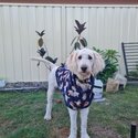 Gorgeous Golden Bordoodle -2