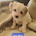 Malton (Maltese x Cavachon) Puppies for sale 'THE ULTIMATE TEDDY BEAR'-5