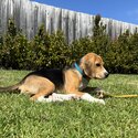 Beagle Puppy-5