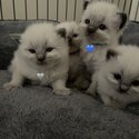 RAGDOLL KITTENS-4