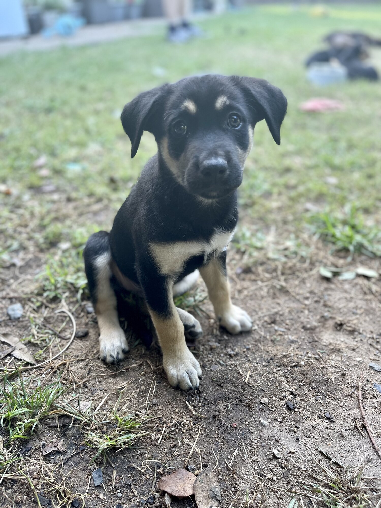 Kelpie X Kelpie Border Collie Pups For Sale