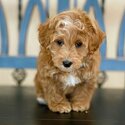 Cavoodles Adult and Puppies males and female-2