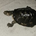 Very regretful sale :(  Turtles &amp; tanks-2