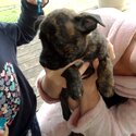 Male brindle staffy pup-1