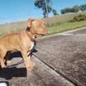 American staffordshire bull terrier puppy-1