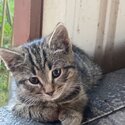 3 months old tabby for sale -1