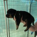 Rottweiler Puppies for Sale -1