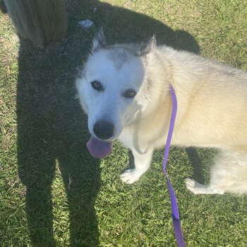 Siberian Husky White For Sale