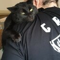 2x free black loving cats are available for adoption for a loving family-1