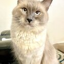 I am selling my 2 year old Ragdoll (Blue) Male.-3