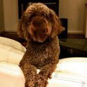 5 y/o male Lagotto Romangola -3