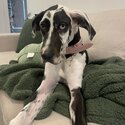 10 Month Old - Female Great Dane -5