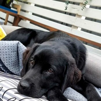 Labrador older puppy