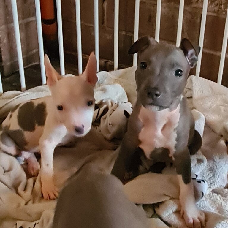 AmStaff Pups