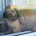 Sooty Fawn Male dwarf lop -1