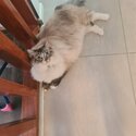 Selling purebreed ragdoll cat-5