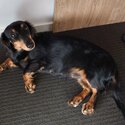 Lomg Haired minature Dachshund -2