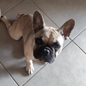 Desexed Female French Bulldog-1