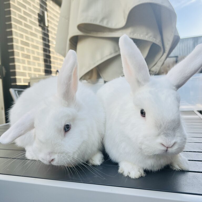 2 x white mini lops  DESEXED