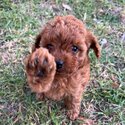 Ruby Cavoodle pup-1