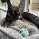 Black &amp; Tan Merle French Bulldog-2