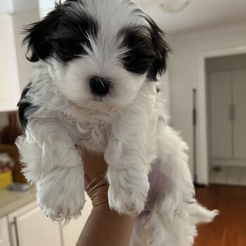 Adorable fluffy Maltese Shihtzu puppies