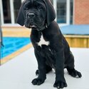 Last Pup - Purebred - Cane Corso - Boy-2