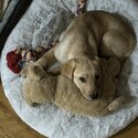 LOVELY Purebred Labrador