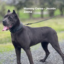 Last Pup - Purebred - Cane Corso - Boy-3