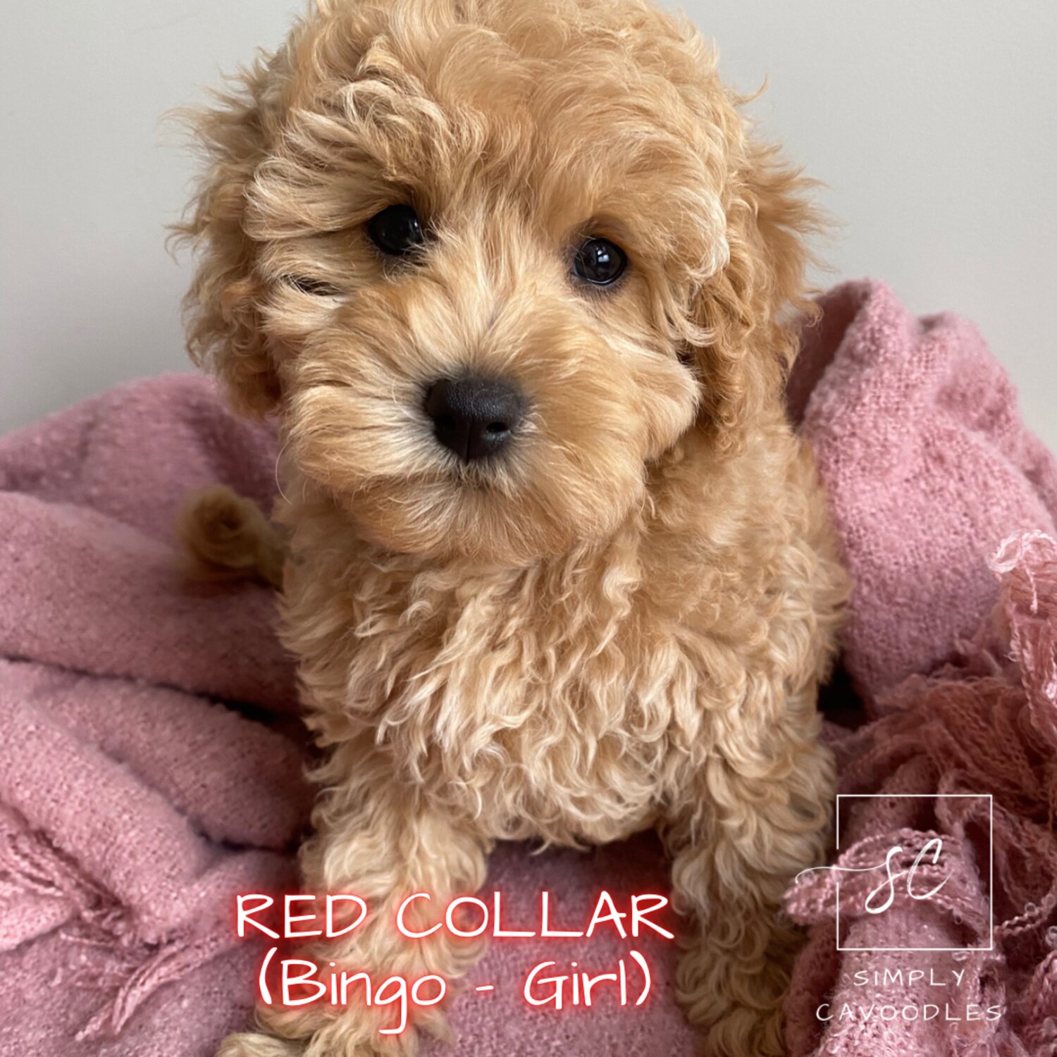 f1b toy cavoodle