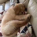 Golden Puppy-3